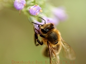 泡泡短信压力测试官网