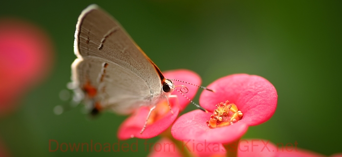 防火墙系统的呼死你软件下载